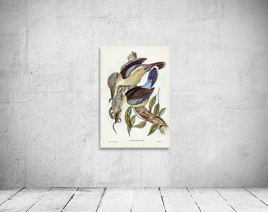 Blue Winged Kookaburra Wall Preview