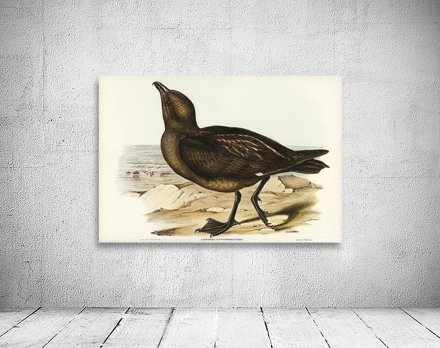 Brown Skua Wall Preview