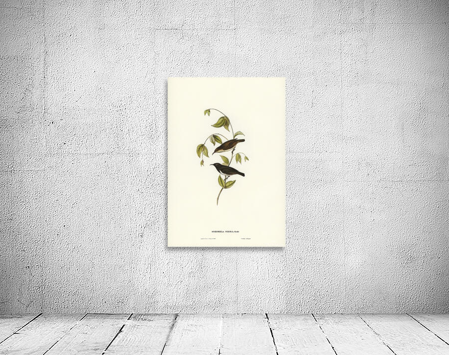 Black Honeyeater Wall Preview