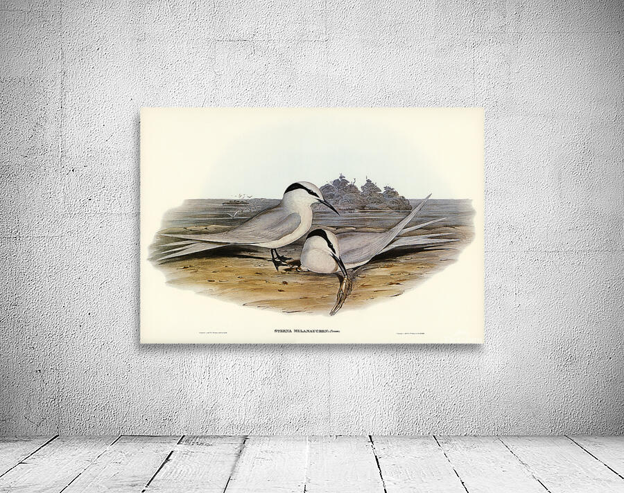 Black Naped Tern Wall Preview