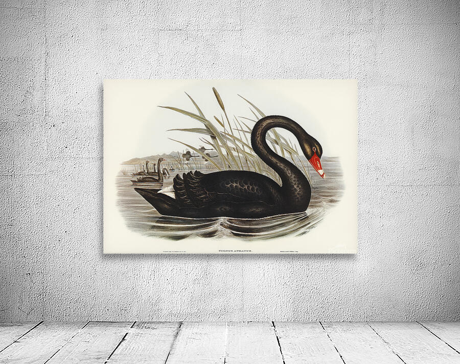 Black Swan Wall Preview