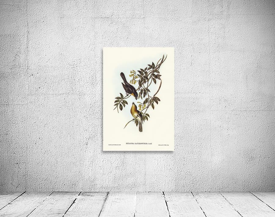 Broad Billed Flycatcher Wall Preview