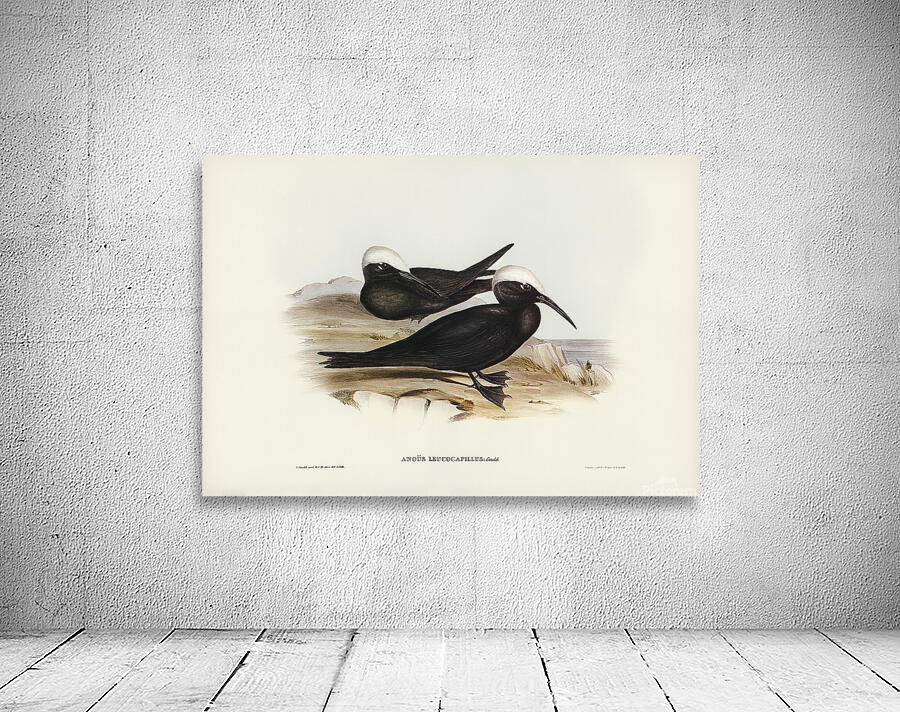 Black Noddy Wall Preview
