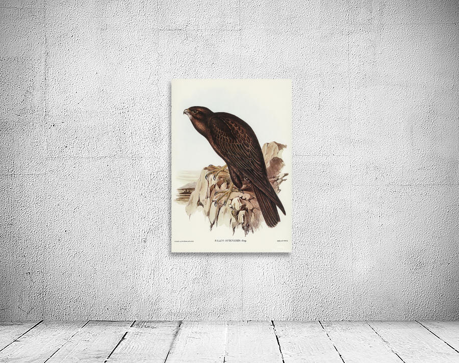 Black Falcon Wall Preview
