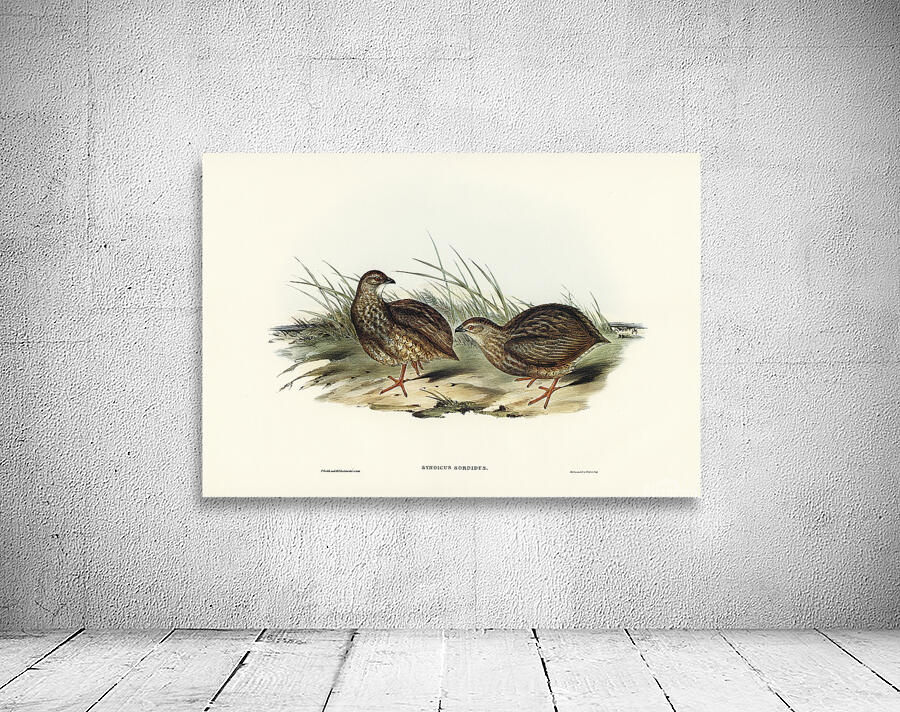 Brown Quail Wall Preview