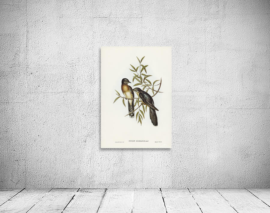 Brush Cuckoo Wall Preview