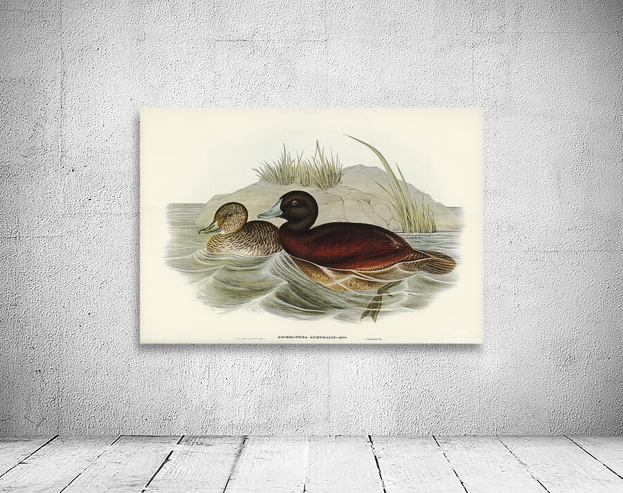 Blue Billed Duck Wall Preview
