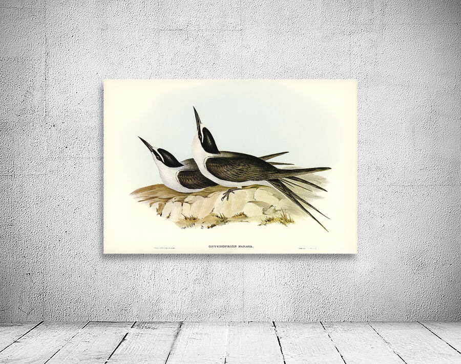 Bridled Tern Wall Preview