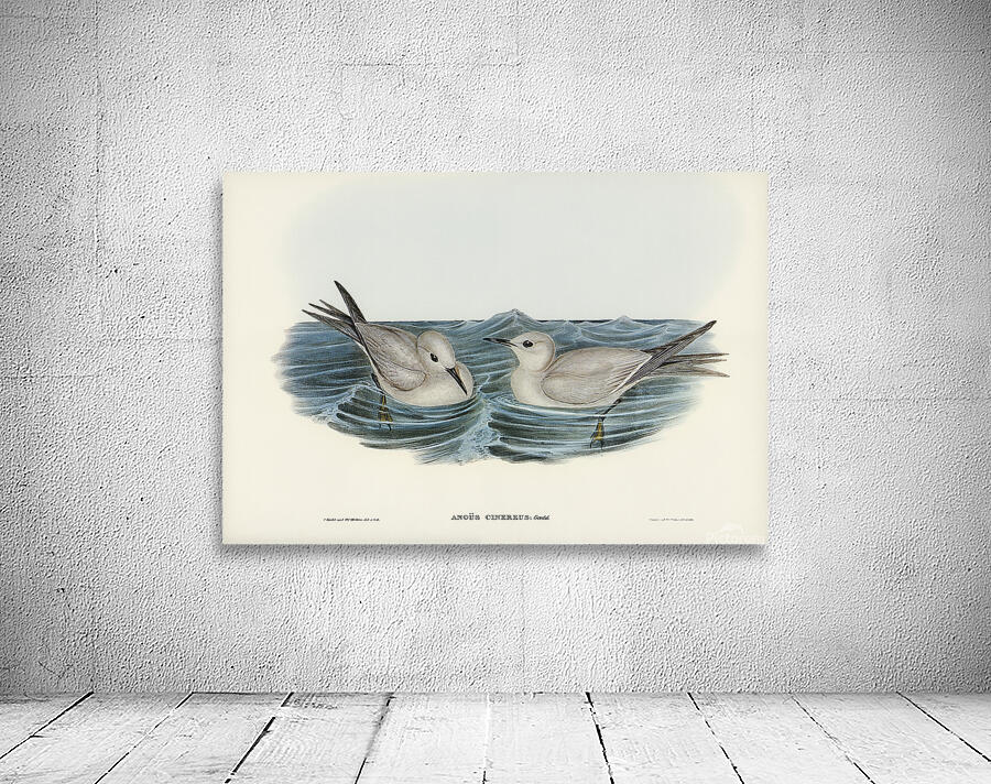 Blue Noddy Wall Preview