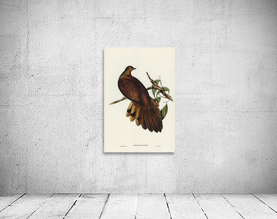Brown Cuckoo Dove Wall Preview