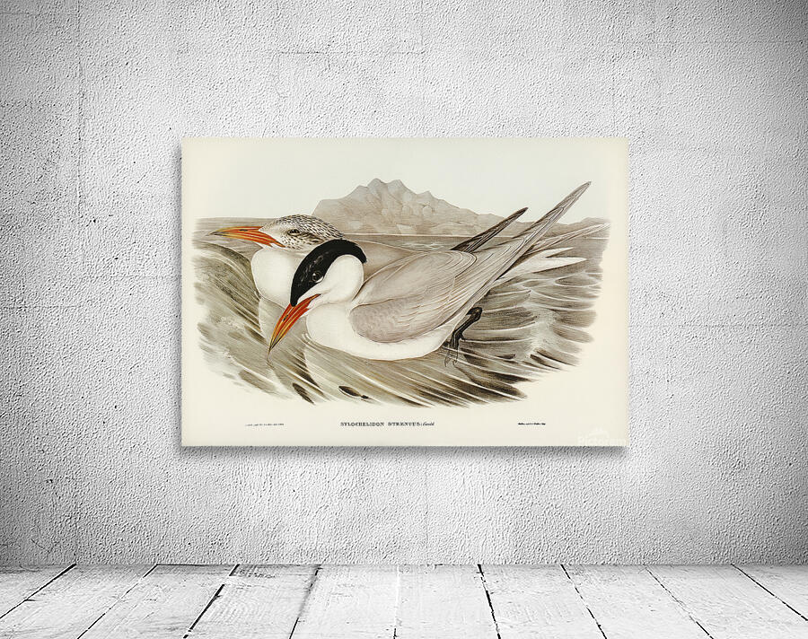 Caspian Tern Wall Preview