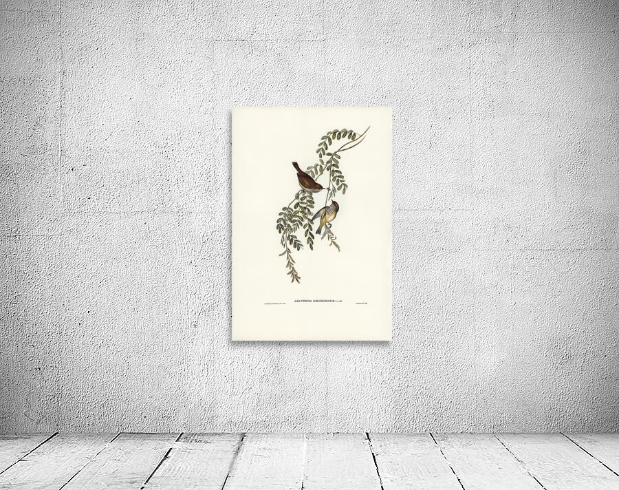 Brown Thornbill 2 Wall Preview