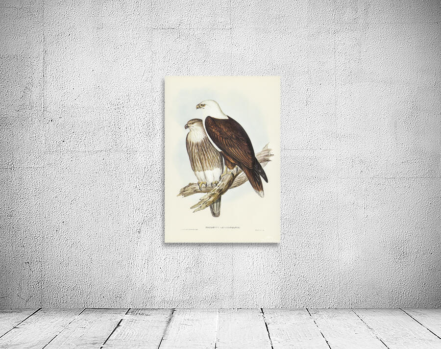 Brahminy Kite Wall Preview