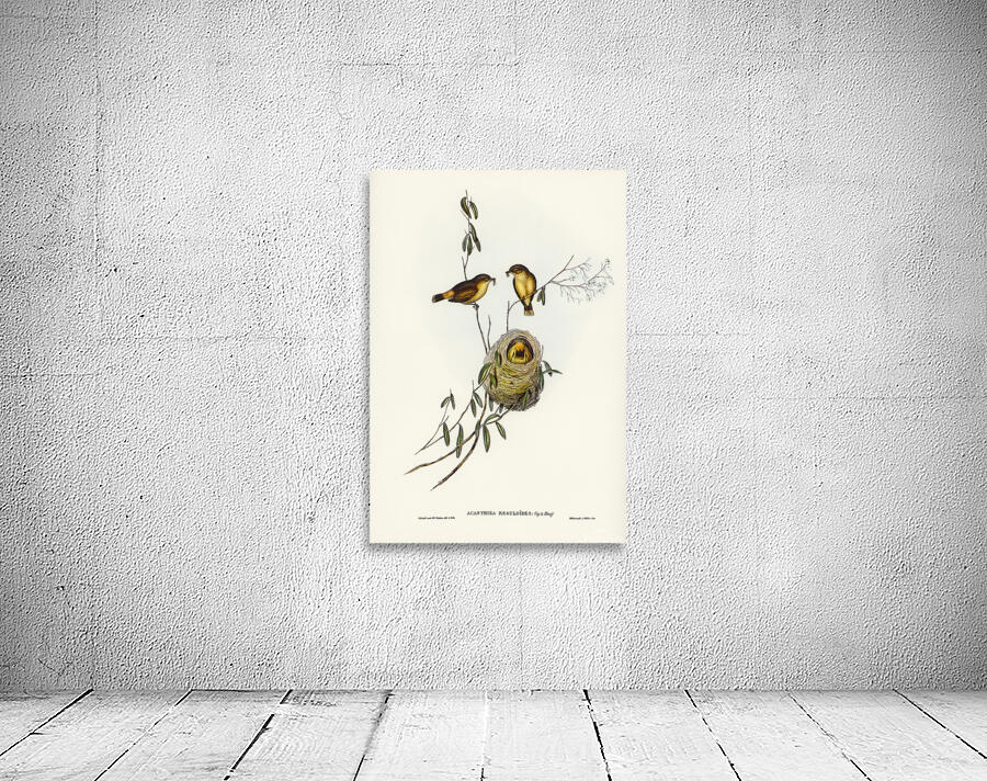 Buff Rumped Thornbill Wall Preview