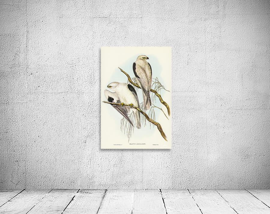 Black Shouldered Kite Wall Preview