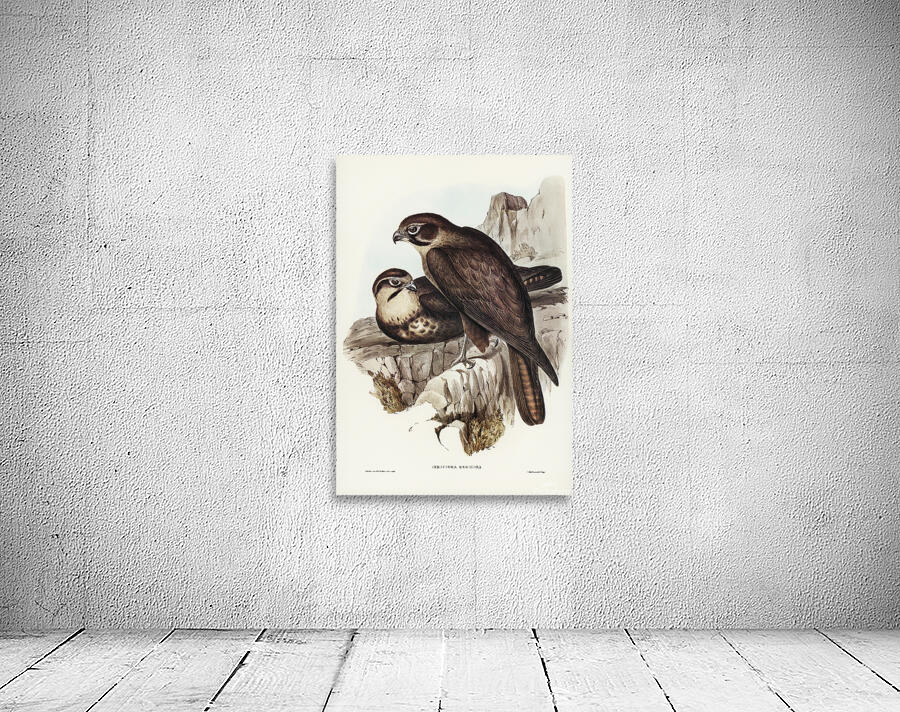 Brown Falcon 2 Wall Preview