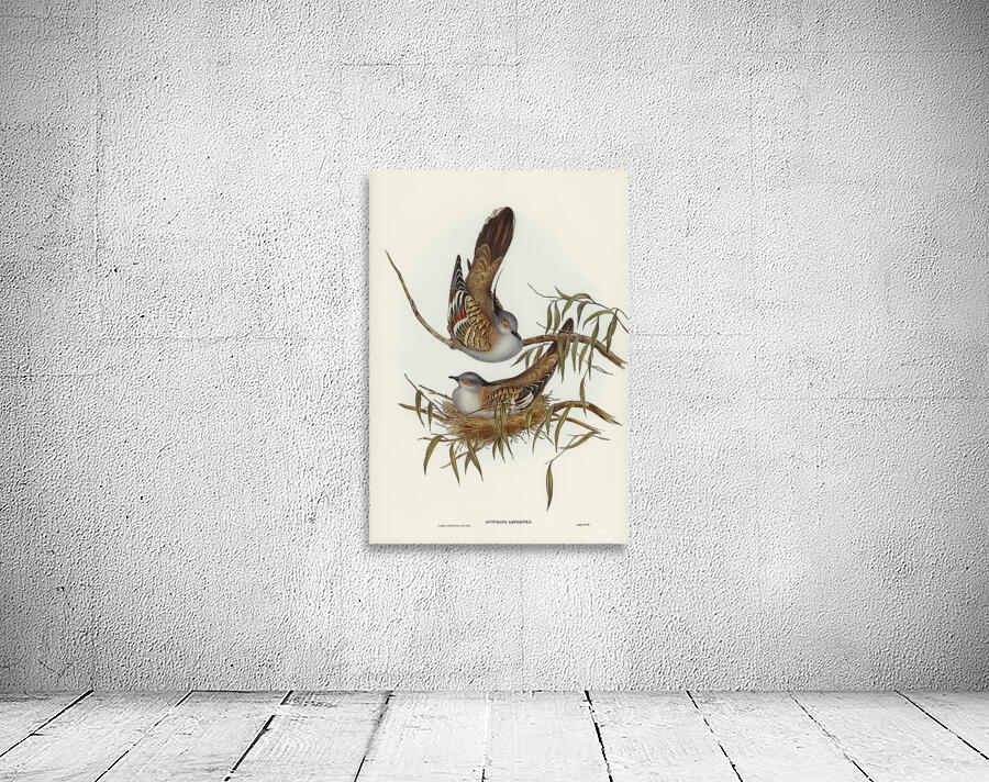 Crested Pigeon Wall Preview