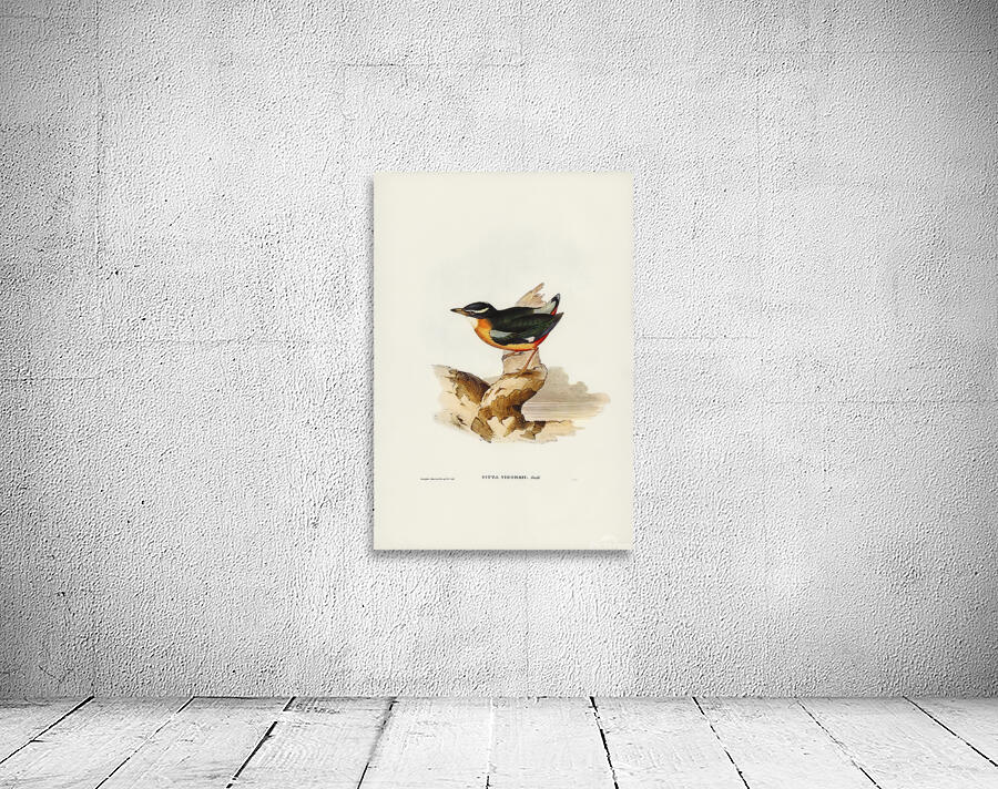 Elegant Pitta Wall Preview