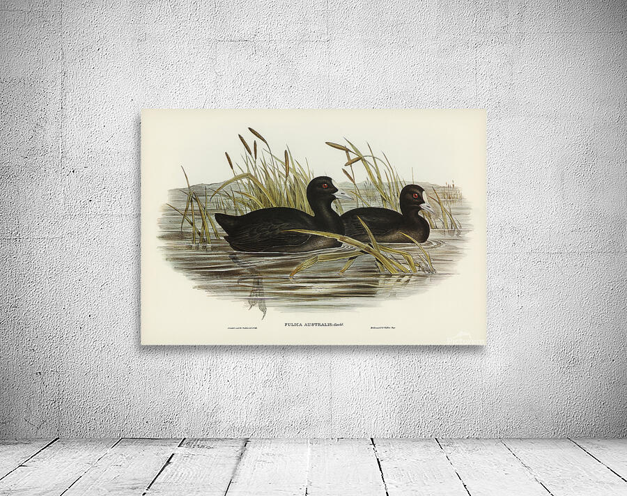 Eurasian Coot Wall Preview