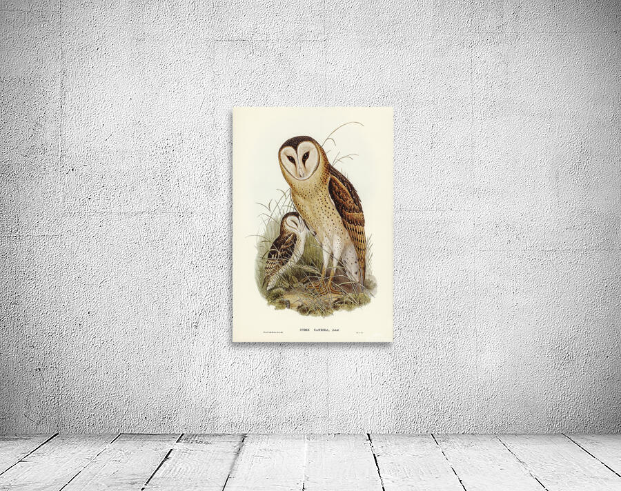 Eastern grass owl Wall Preview
