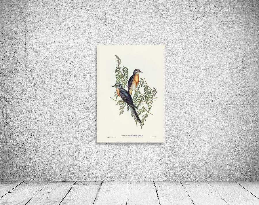 Fan Tailed Cuckoo Wall Preview