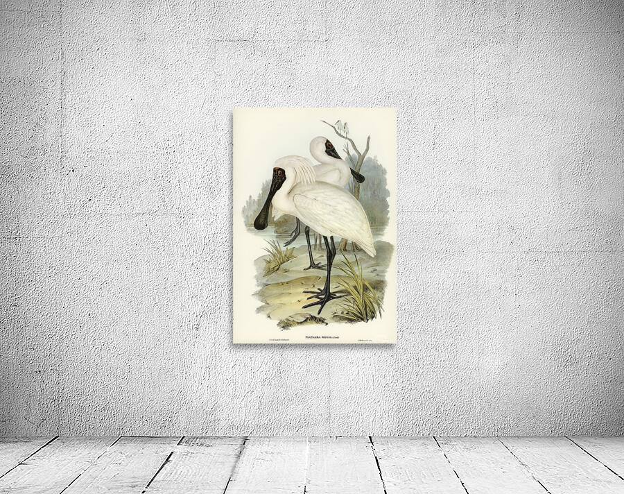 Eurasian Spoonbill Wall Preview