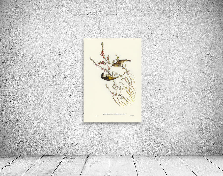 Crescent Honeyeater Wall Preview