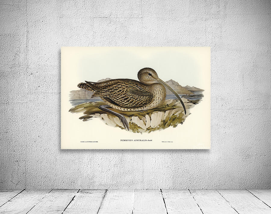 Far Eastern Curlew Wall Preview
