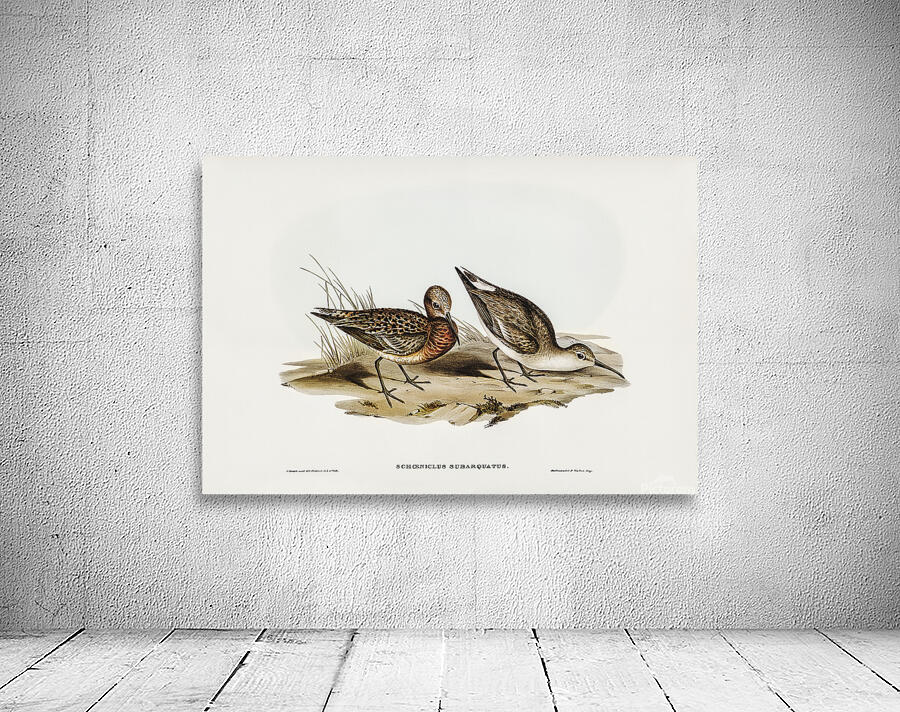Curlew Sandpiper Wall Preview
