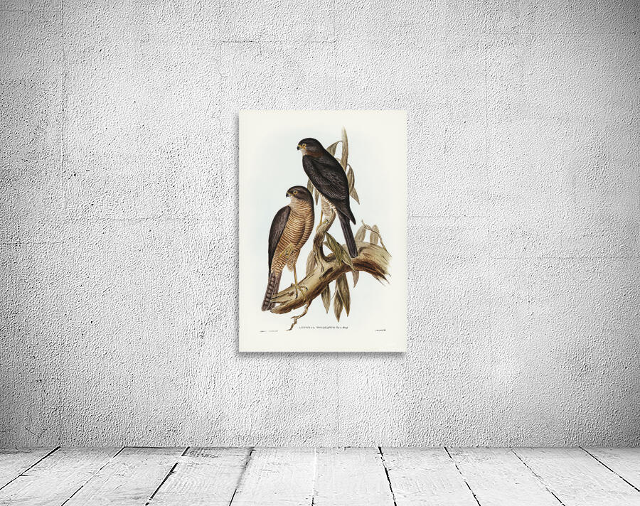 Collared Sparrowhawk Wall Preview