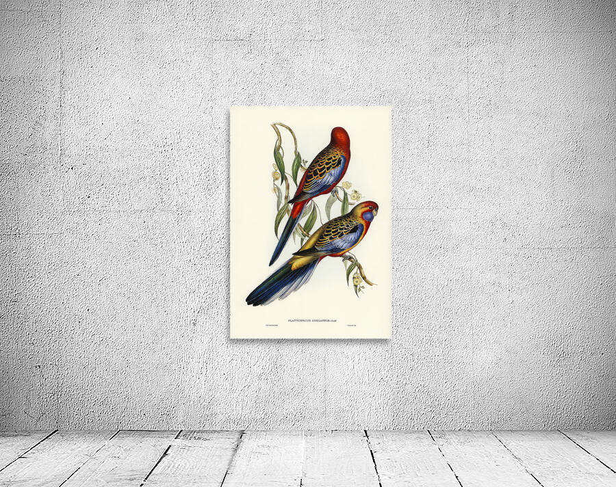 Crimson Rosella Wall Preview