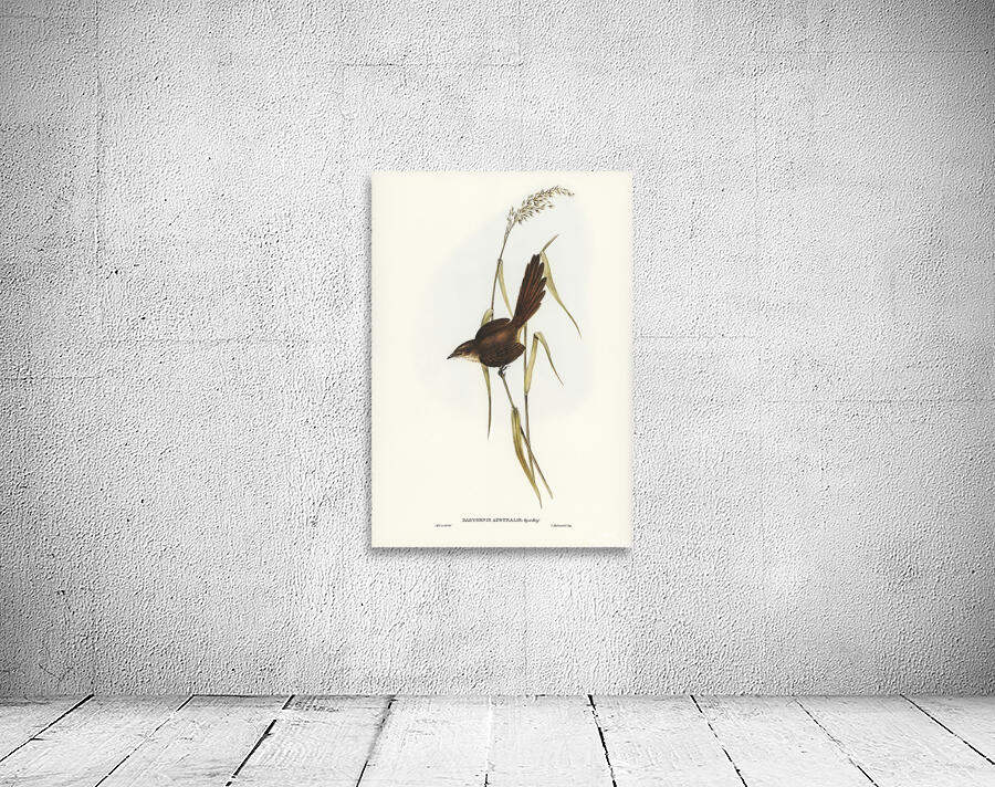 Eastern Bristlebird Wall Preview