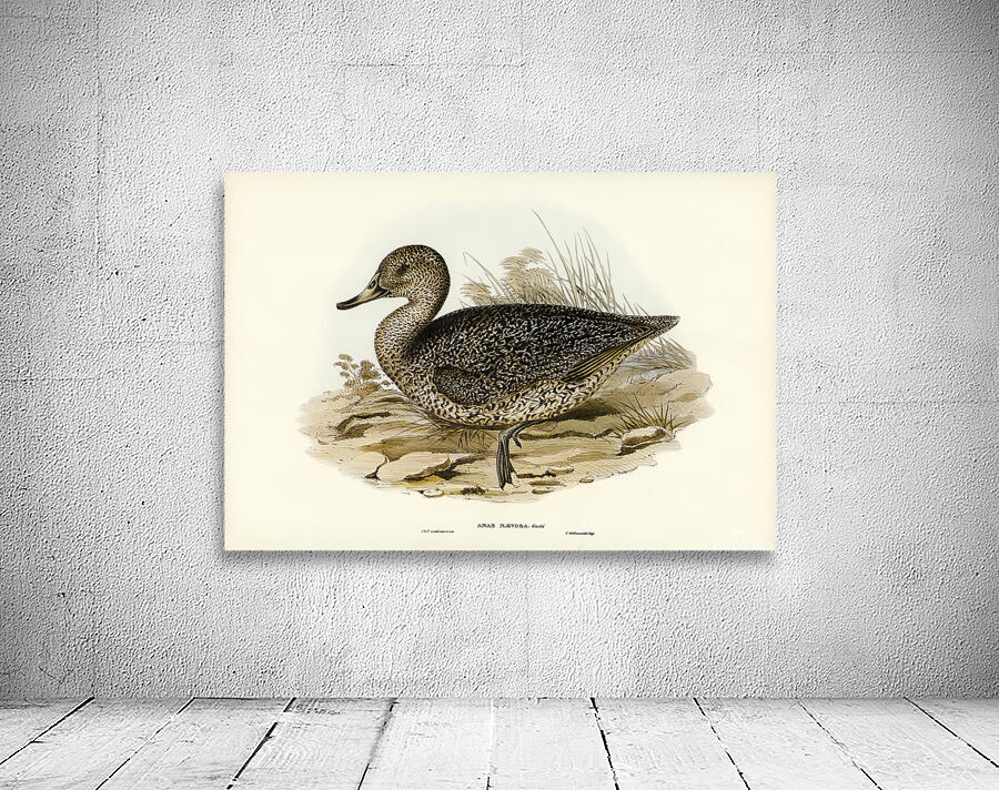 Freckled Duck Wall Preview