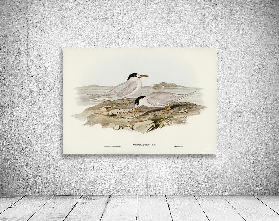 Fairy Tern Wall Preview