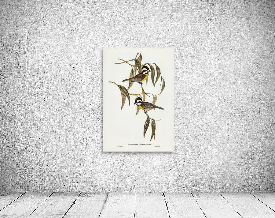 Crested Shriketit Wall Preview