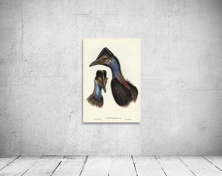 Dwarf cassowary Wall Preview