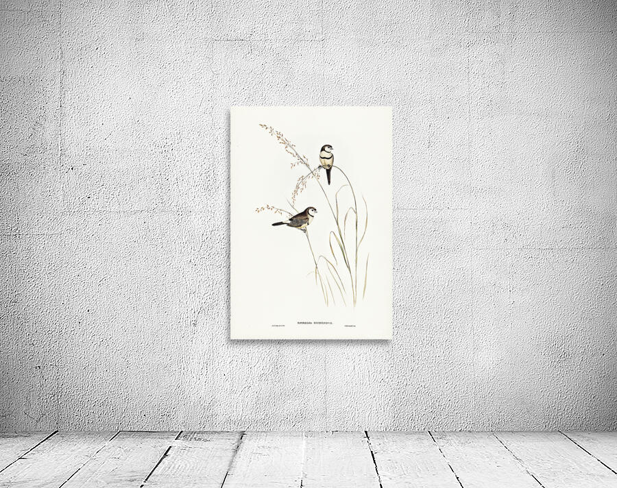 Double Barred Finch Wall Preview