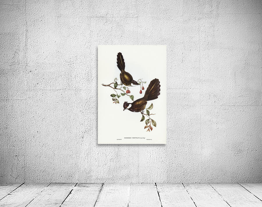 Eastern Whipbird Wall Preview
