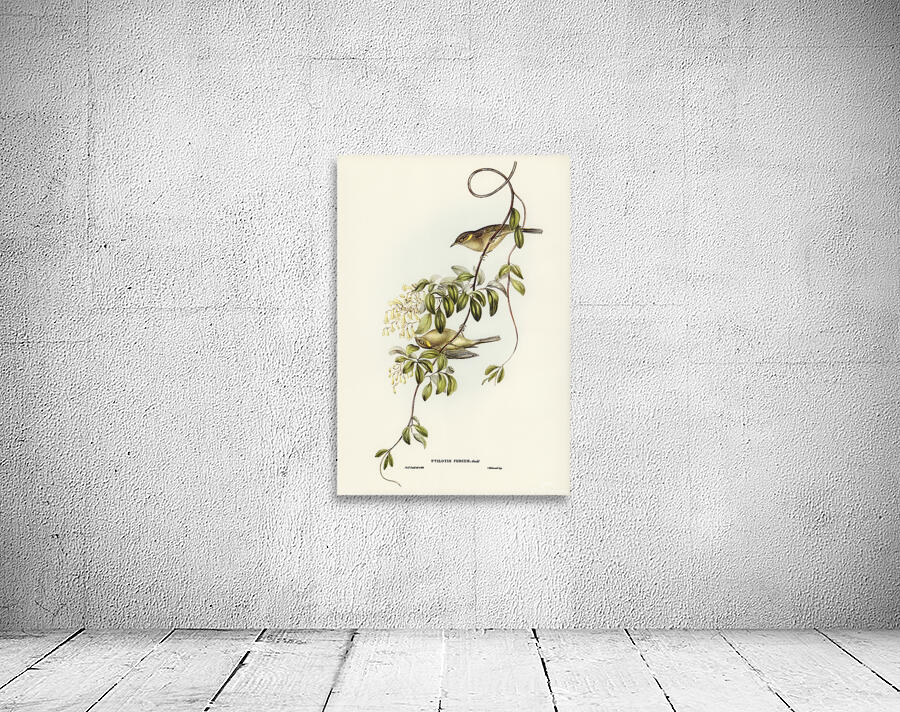 Fuscous Honeyeater Wall Preview