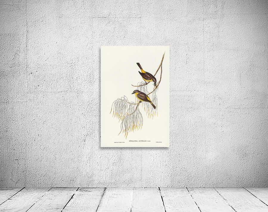 Eastern Yellow Robin Wall Preview