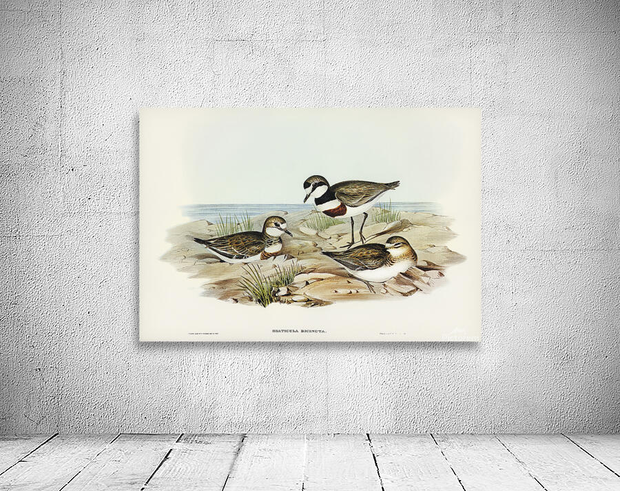 Double Banded Plover Wall Preview