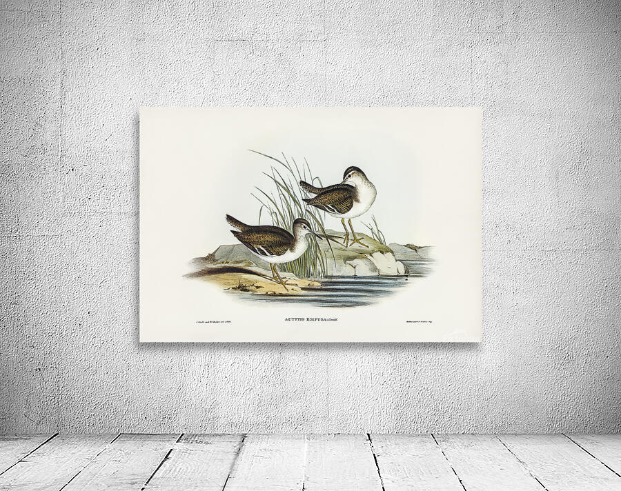 Common Sandpiper Wall Preview