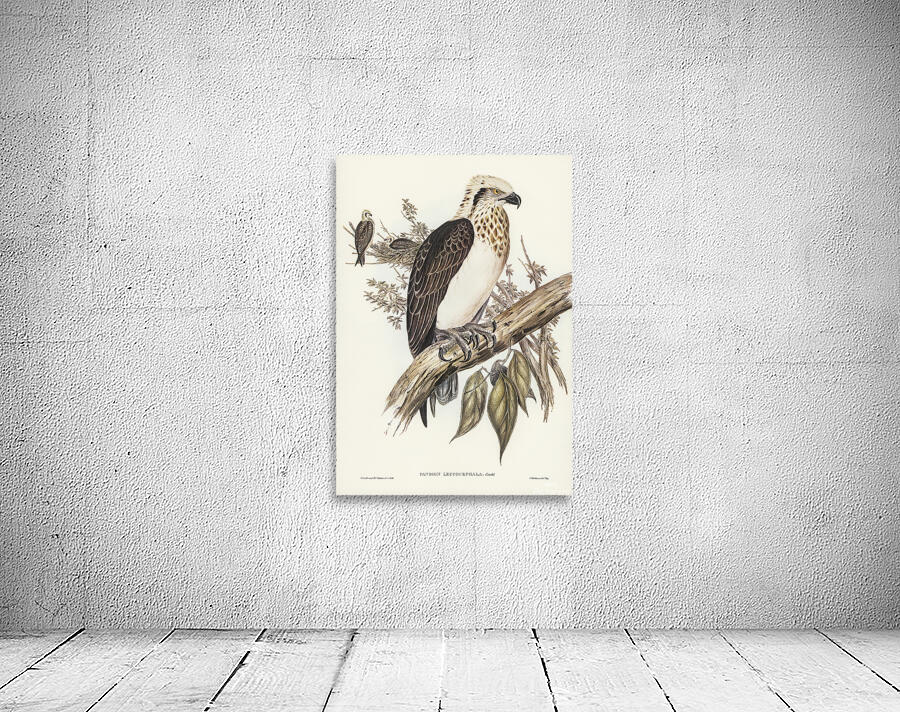 Eastern osprey Wall Preview