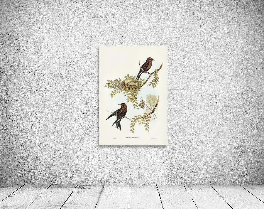 Dusky Woodswallow Wall Preview
