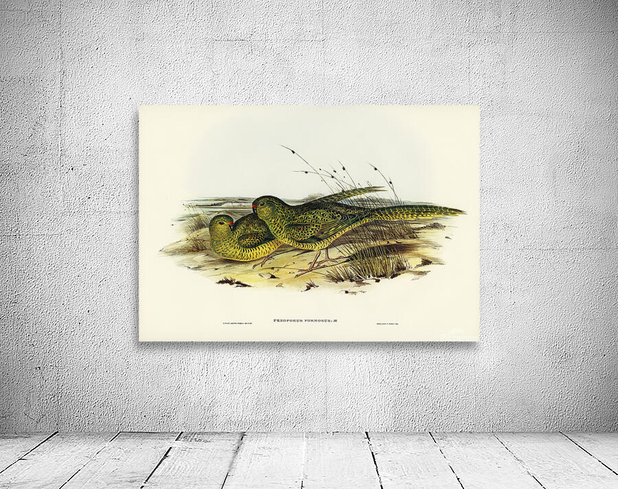 Eastern Ground Parrot Wall Preview