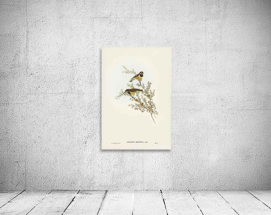 Fairy Gerygone Wall Preview