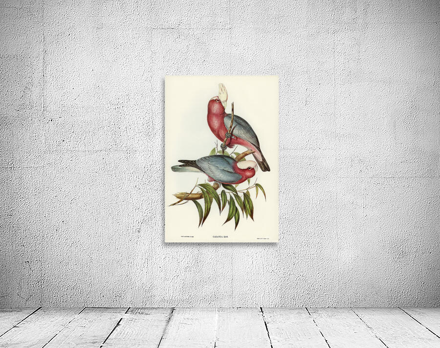 Galah Wall Preview