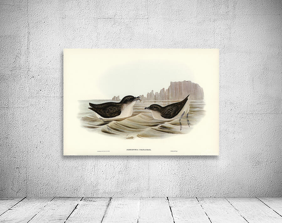 Common Diving Petrel Wall Preview