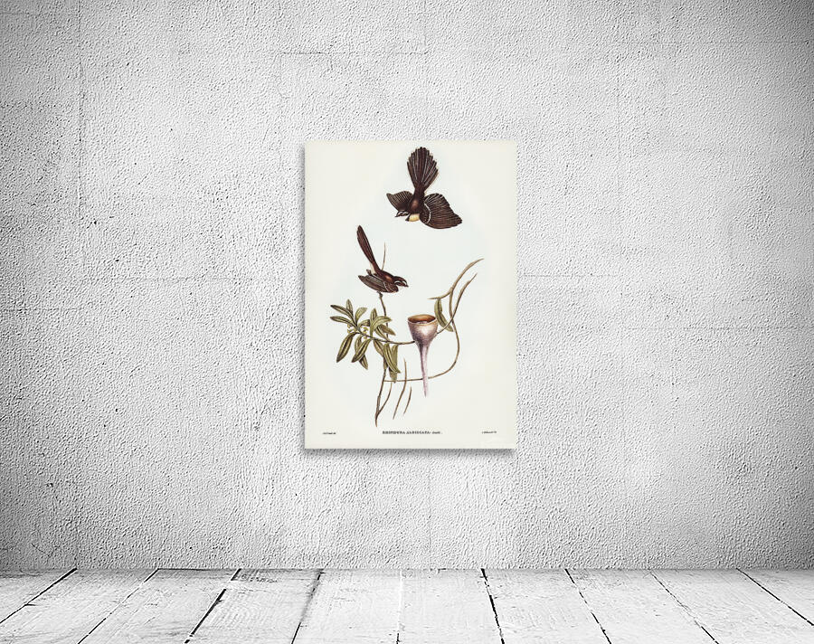 Grey Fantail Wall Preview