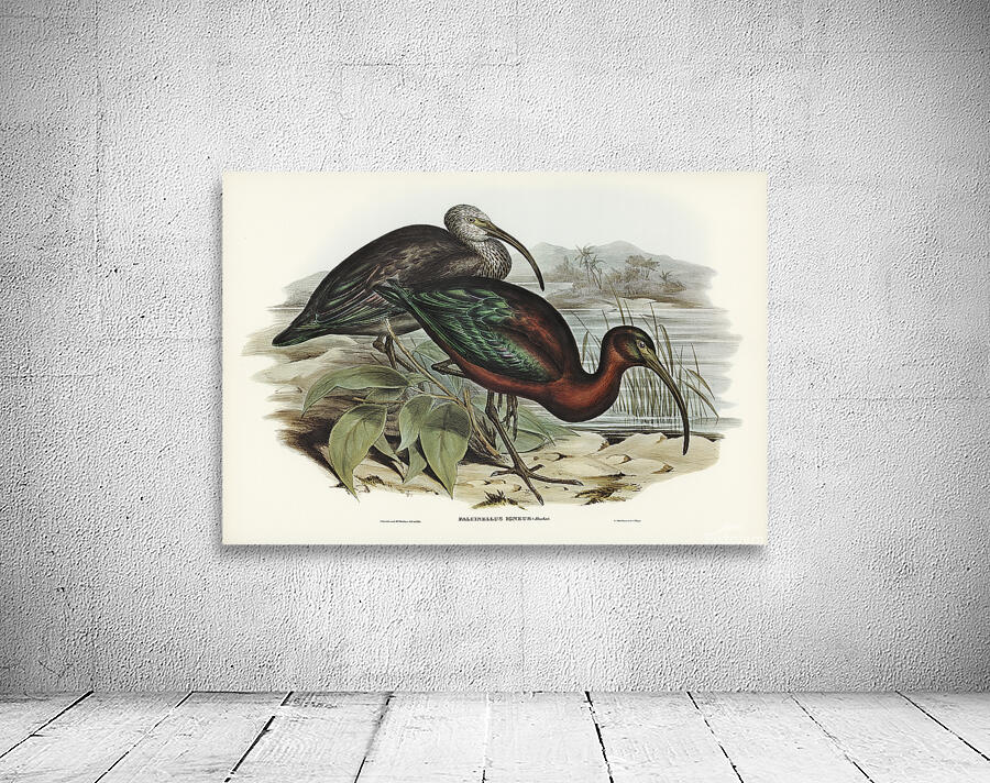 Glossy Ibis Wall Preview